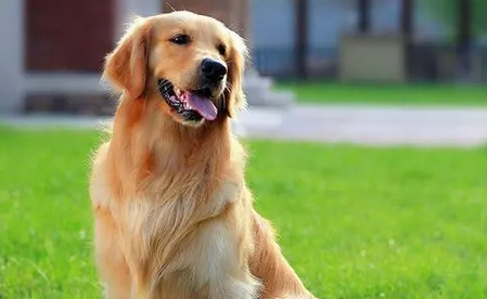 适合家养的中型犬 适合家养的中型犬