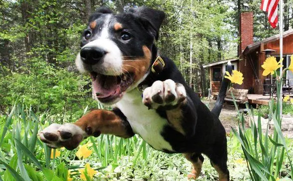 大瑞士山地犬怎么选 注意该犬外形特征