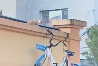 男子看到猫待在围墙上下不来,举起自行车帮助它,猫:真谢谢你