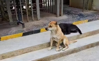 一人一狗卡住了怎么办