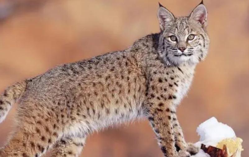野猫怎么驱赶