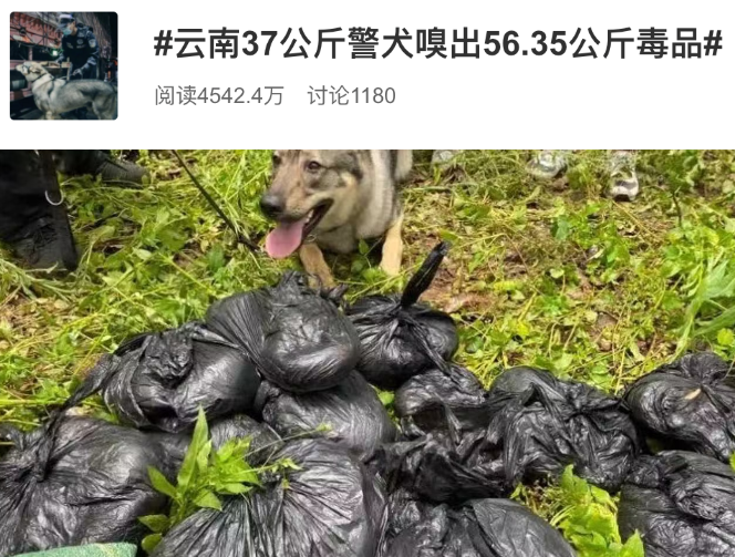 冲上热搜！这只“网红”警犬，又立大功”