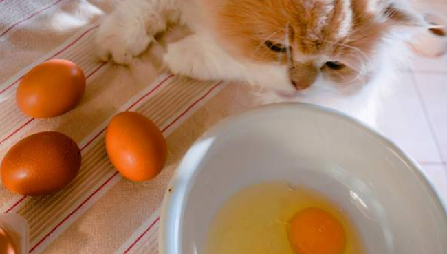 小猫可以吃生鸡蛋吗