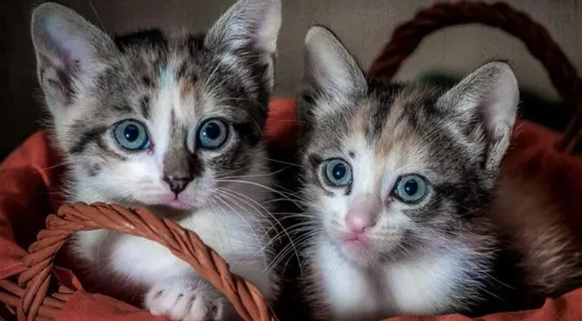 小猫崽怎么分辨公母