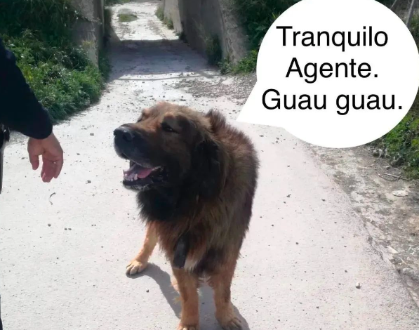狗狗和狐狸杂交，生下只嘤嘤怪？