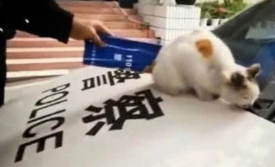 猫咪“霸占”警车,好在警察们有耐心:请跟我局子里走一趟 猫咪“霸占”警车,好在警察们有耐心:请跟我局子里走一趟