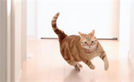 小猫喜欢横着跑
