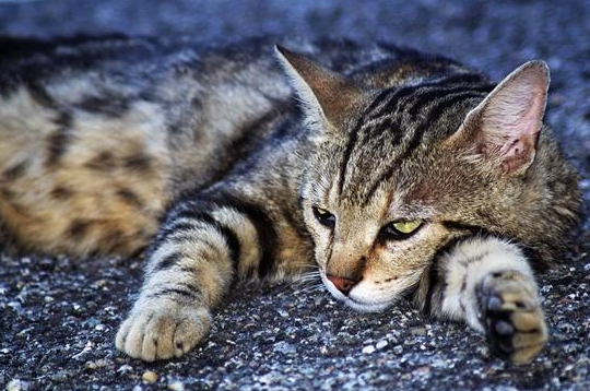 野猫最怕什么怎样驱赶 野猫最怕什么怎样驱赶