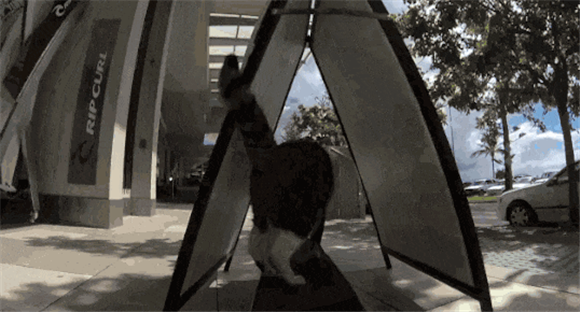 同是狸花猫,为什么别人家的就这么牛牛牛批! 同是狸花猫,为什么别人家的就这么牛牛牛批!
