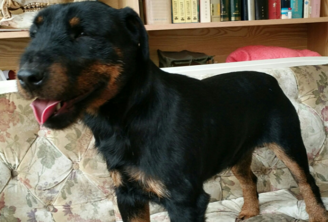 德国猎梗怎么训练?德国猎梗犬怎么打猎 德国猎梗怎么训练?德国猎梗犬怎么打猎