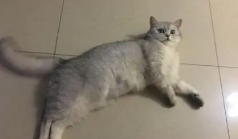 猫咪生了窝小奶猫,每次喂奶都一脸惊恐:我是不是快要被吸干了? 猫咪生了窝小奶猫,每次喂奶都一脸惊恐:我是不是快要被吸干了?
