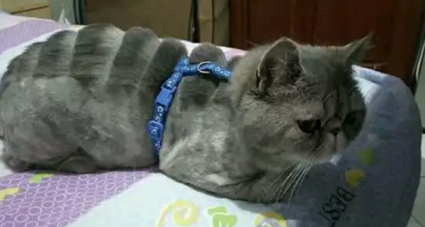 加菲猫被二货主人剃了毛,秒变霸王龙,整天以泪洗面、好委屈 加菲猫被二货主人剃了毛,秒变霸王龙,整天以泪洗面、好委屈