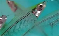 玻璃猫吃什么鱼粮