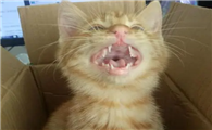 小猫嗓子像有痰呼呼地响