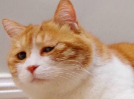 如果主人在猫砂盆里拉屎,猫猫会帮你埋上嘛? 如果主人在猫砂盆里拉屎,猫猫会帮你埋上嘛?