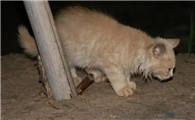 夜晚有猫进入家里是吉是凶