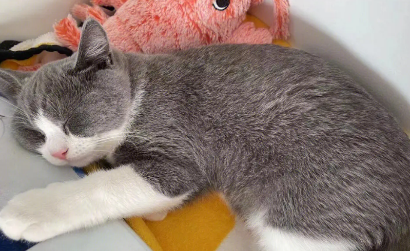 小猫多大可以送人