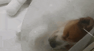 流浪狗四肢被灼伤，裹着纱布跳舞式走路，施暴者仍未找到！ 