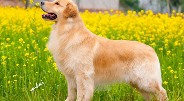 金毛犬出现这5种行为,可能是因为它太孤单了! 金毛犬出现这5种行为,可能是因为它太孤单了!
