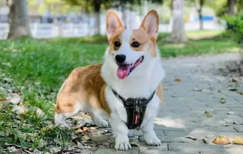 柯基犬成年犬能卖多少钱