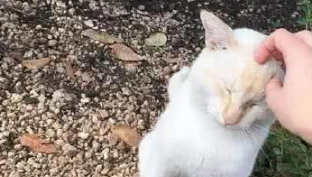 路遇一只流浪猫，给摸给喂很乖巧，结果一抬头网友笑喷：斗鸡眼？