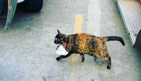 流浪猫成消防局保安后被投诉,猫咪主动辞职后,幸运被消防员收养 流浪猫成消防局保安后被投诉,猫咪主动辞职后,幸运被消防员收养