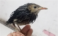 八哥幼鸟的市场价是多少