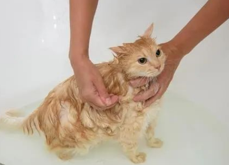 猫咪洗澡的秘密:年龄、频率与技巧全掌握! 猫咪洗澡的秘密:年龄、频率与技巧全掌握!