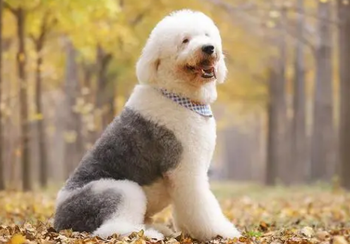 古代牧羊犬掉毛吗 不能喂食太咸的食物