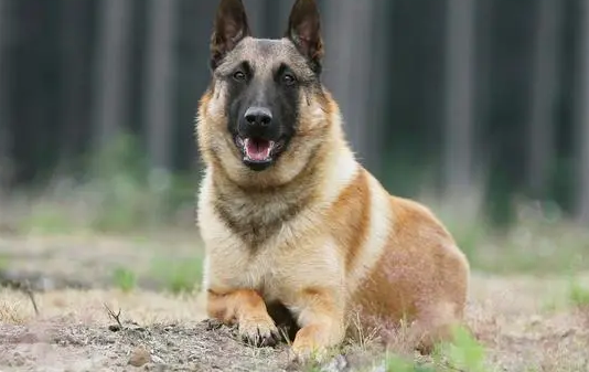 两个相似但不同的品种:德国牧羊犬和比利时马林诺斯犬 两个相似但不同的品种:德国牧羊犬和比利时马林诺斯犬