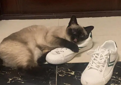 小猫喜欢闻鞋子