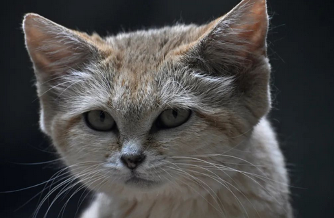 沙丘猫——家猫般可爱 猛禽般凶狠 
