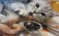 小猫喜欢舔人手是什么原因