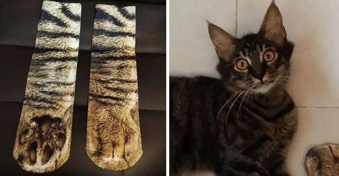 这位老爸是资深猫奴，买了双猫爪袜子跟猫咪显摆，把它们吓坏了
