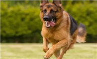 我国警犬的几大品种，个个都是精英