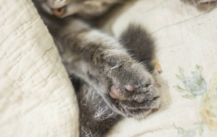 冬天,猫咪总是捂在被子里睡,不会缺氧吗? 冬天,猫咪总是捂在被子里睡,不会缺氧吗?