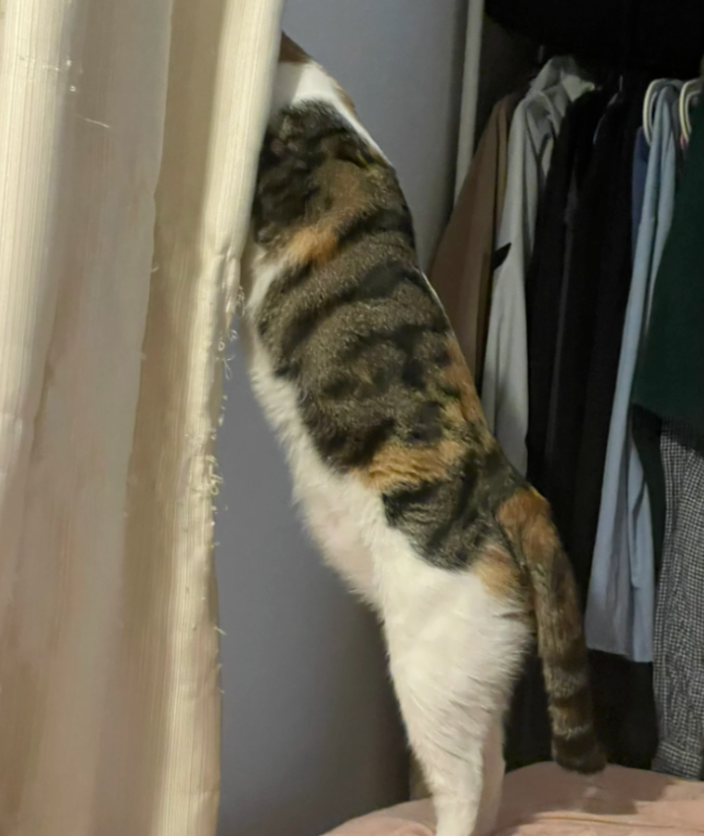 网友说她家猫的头很小,能有多小呢?我进去一看:啊?! 网友说她家猫的头很小,能有多小呢?我进去一看:啊?!