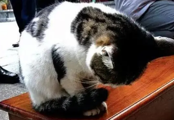 猫咪正大光明掏功德箱,小爪子在里面掏个不停:有钱买小鱼干了 猫咪正大光明掏功德箱,小爪子在里面掏个不停:有钱买小鱼干了