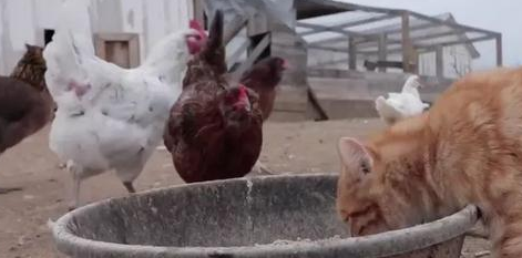 橘猫从小和鸡群生活在一起，长大后竟以为自己是鸡：我也想要下蛋