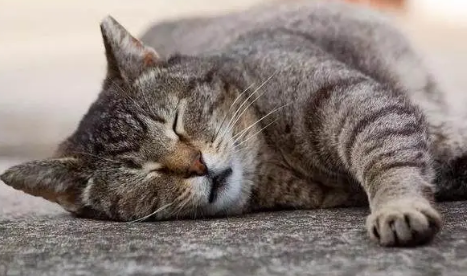 小猫睡觉一直发出咕噜咕噜的声音