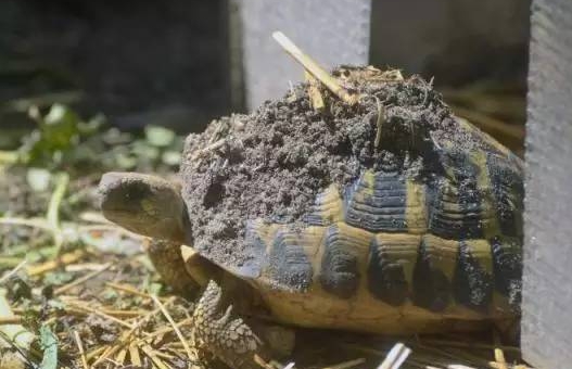 赫曼好养吗