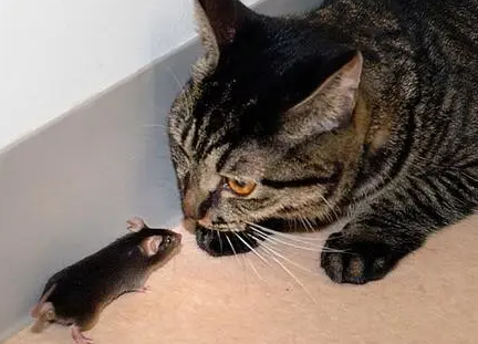 什么品种猫抓老鼠好