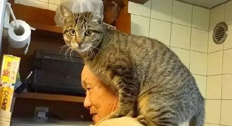 老爷爷救了一只流浪猫，每天黏着他，惹得家里的老伴狂吃醋