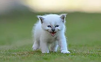 小猫老是叫是什么原因