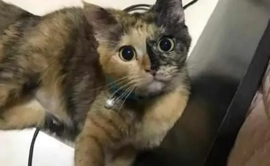 猫咪打翻液晶电视，宠主回家都懵了，竟有种养了哈士奇的错觉！