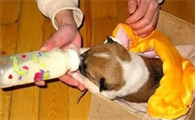 一个月幼犬喂养方法