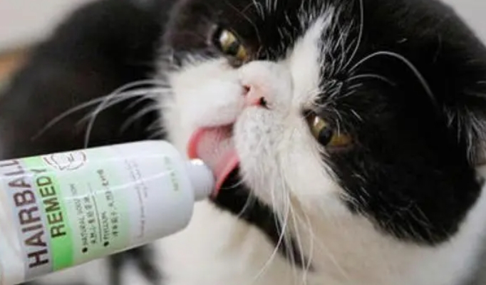 营养膏猫咪多久喂一次