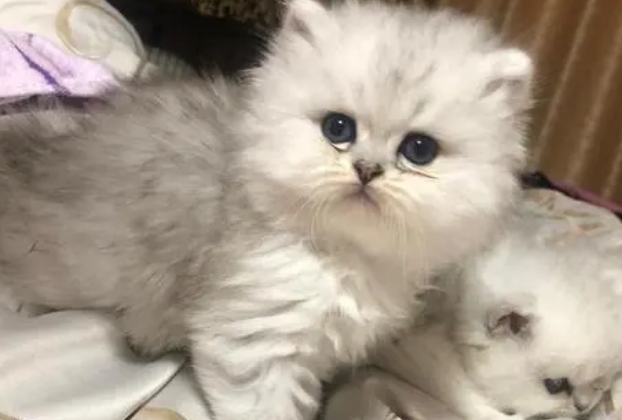 金吉拉公猫标准体重