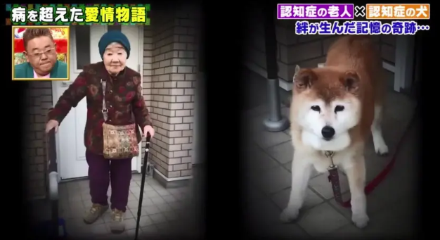 19岁柴犬和主人患上老年痴呆!却只认识彼此:谢谢你,陪了我一生 19岁柴犬和主人患上老年痴呆!却只认识彼此:谢谢你,陪了我一生