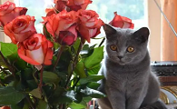 玫瑰花对猫有毒吗